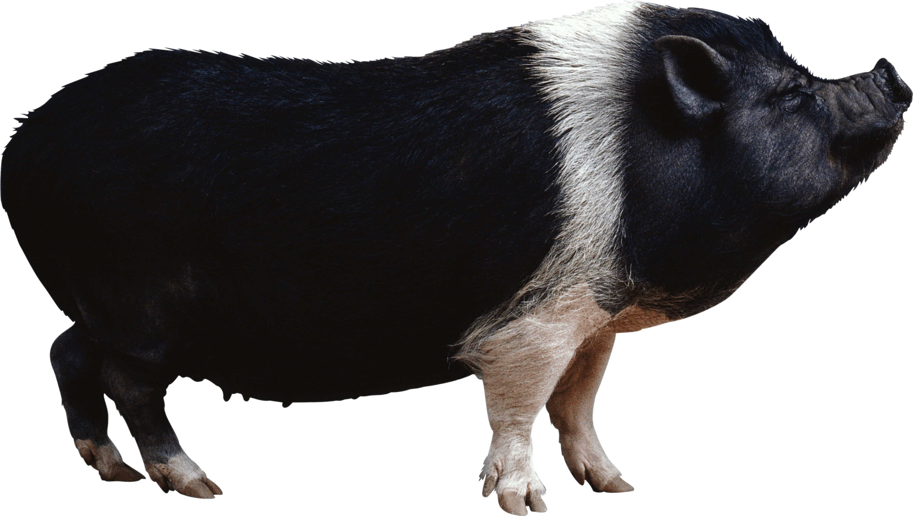 Black Pig Png Image Transparent PNG Image