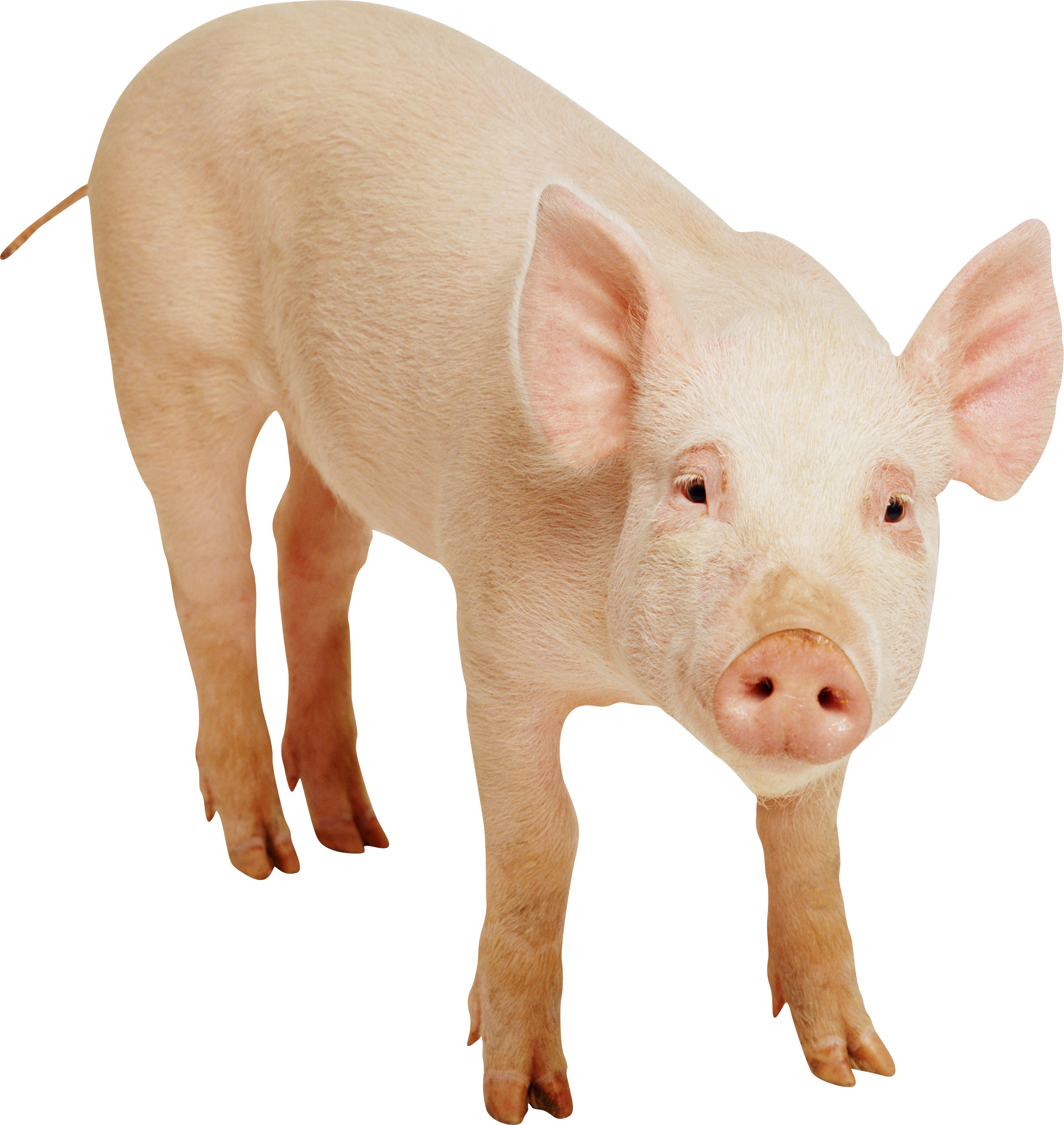 Pig Free Download Png Transparent PNG Image