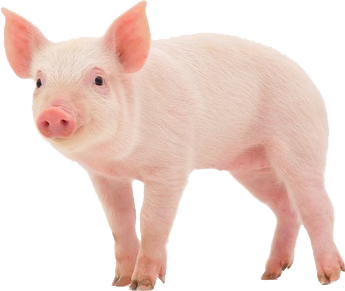 Pig Transparent Transparent PNG Image