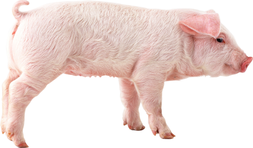 Pig Png Picture Transparent PNG Image