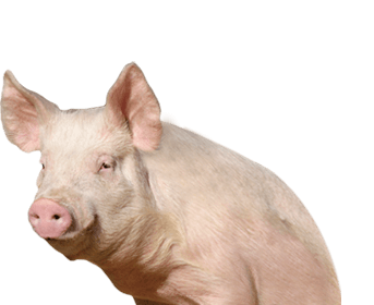 Pig Png Image Transparent PNG Image