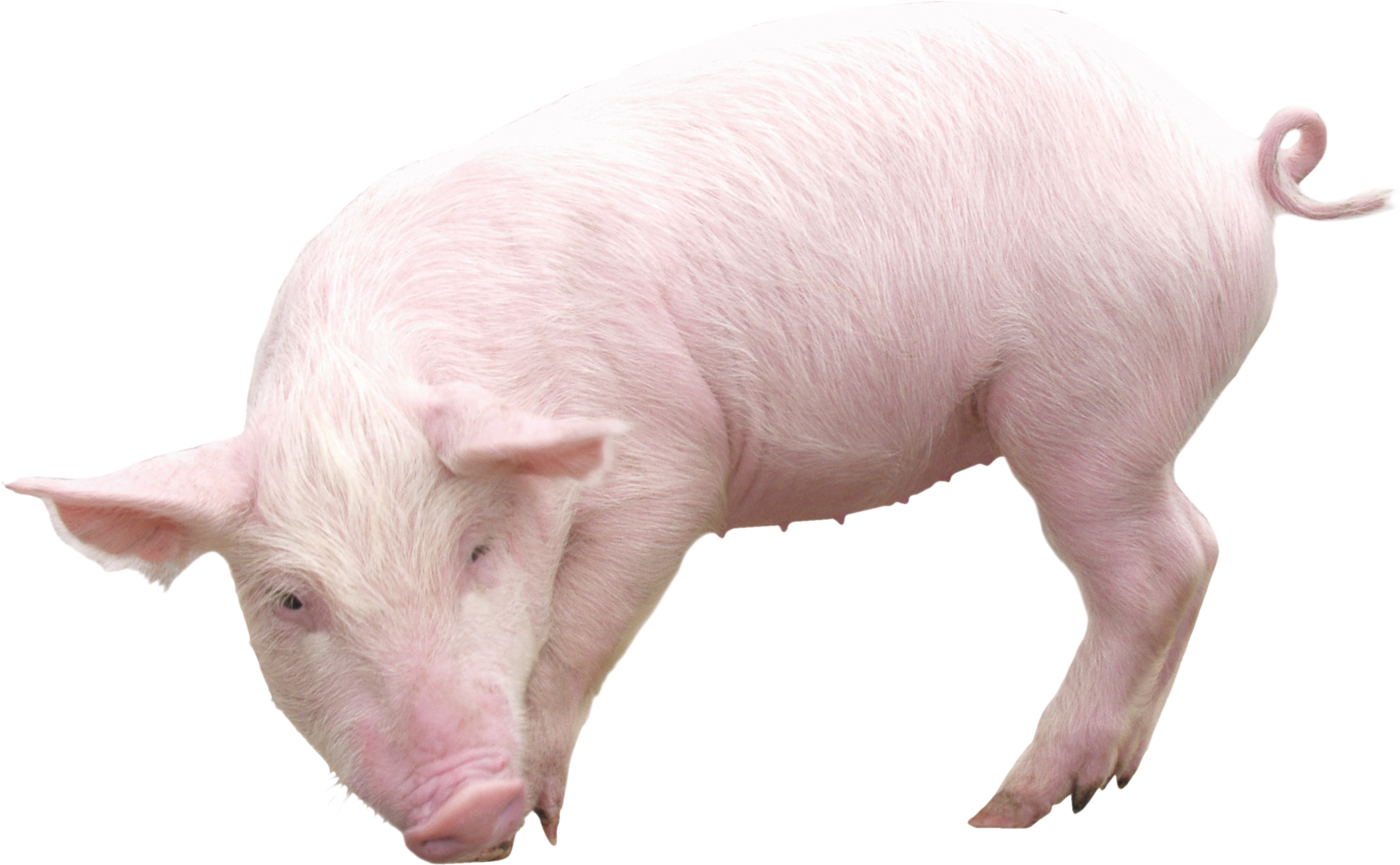 Pig Free Png Image Transparent PNG Image