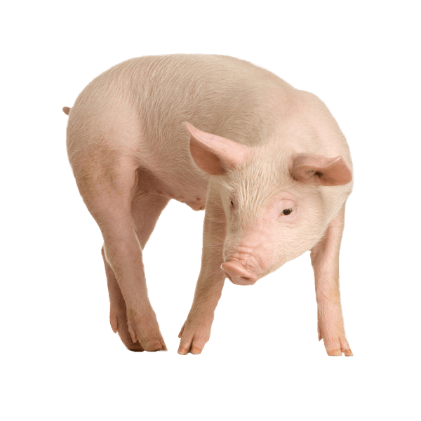 Pig Png Image Transparent PNG Image