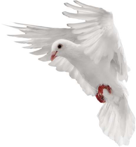 Pigeon Download Png Transparent PNG Image