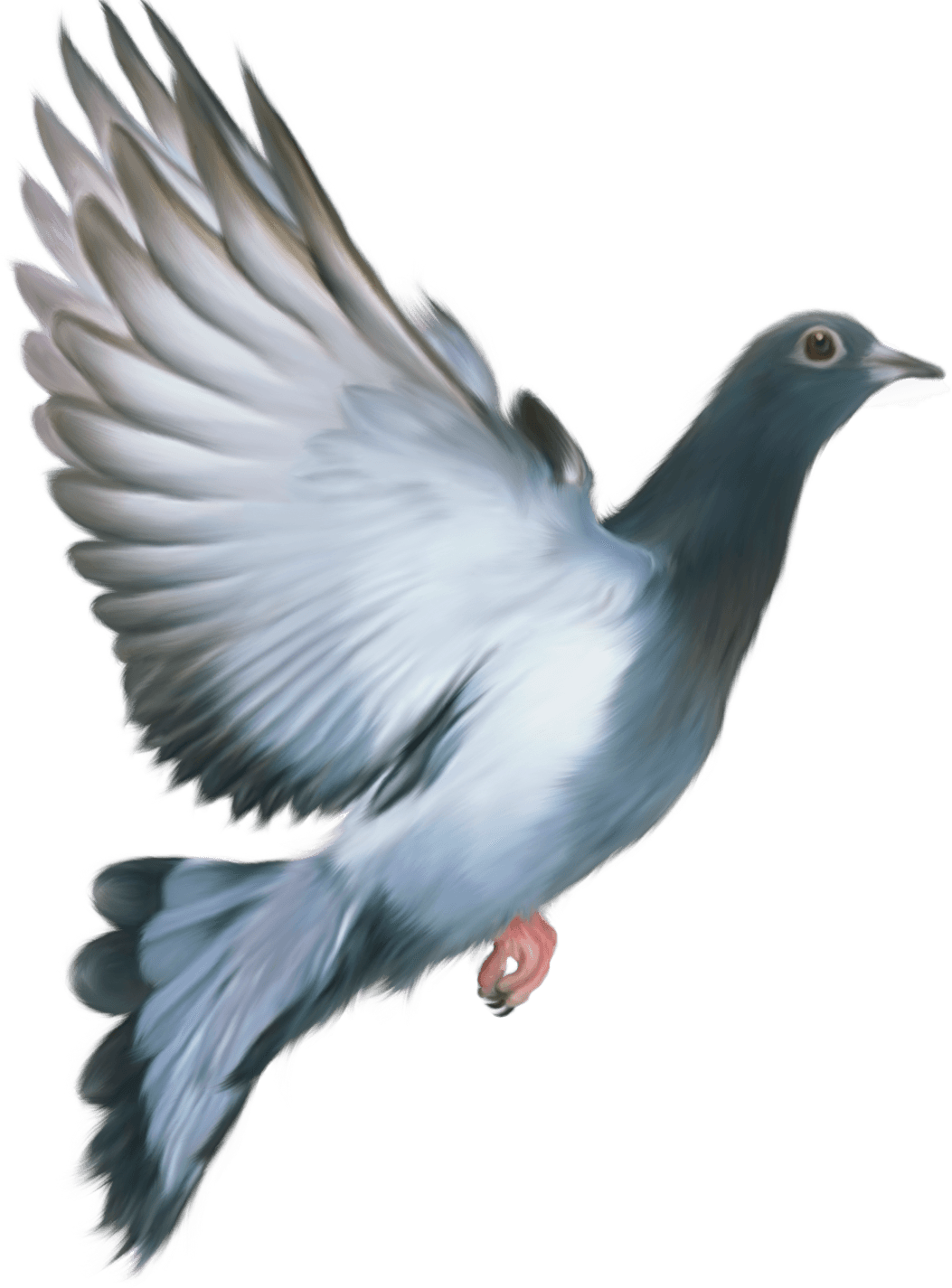 Pigeon Png Image Transparent PNG Image