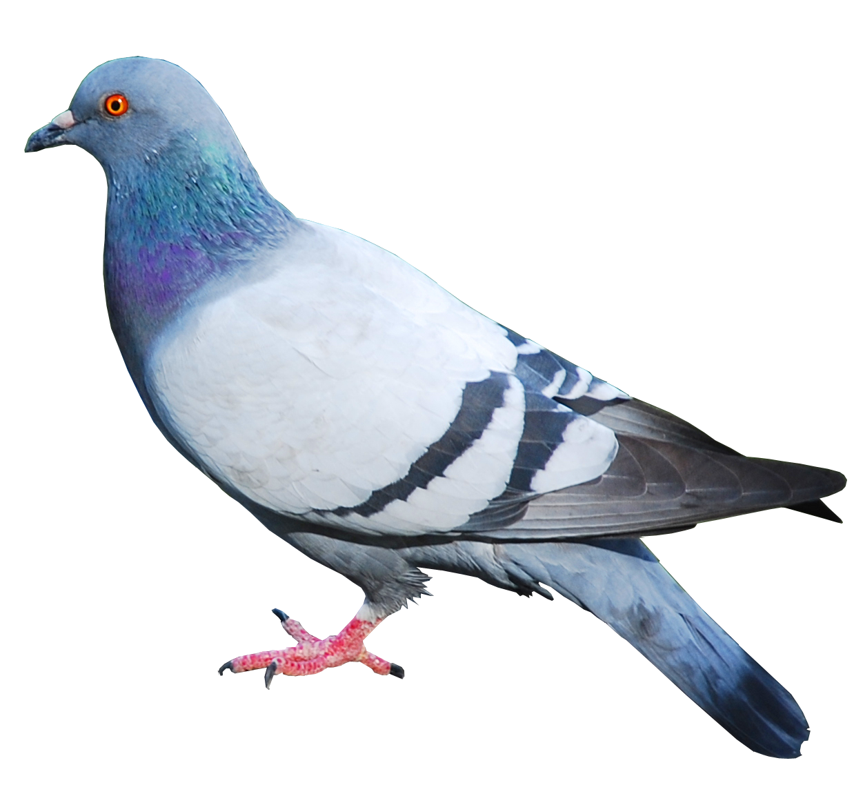 Pigeon Free Png Image Transparent PNG Image