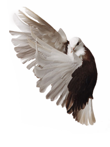 Pigeon Png Image Transparent PNG Image