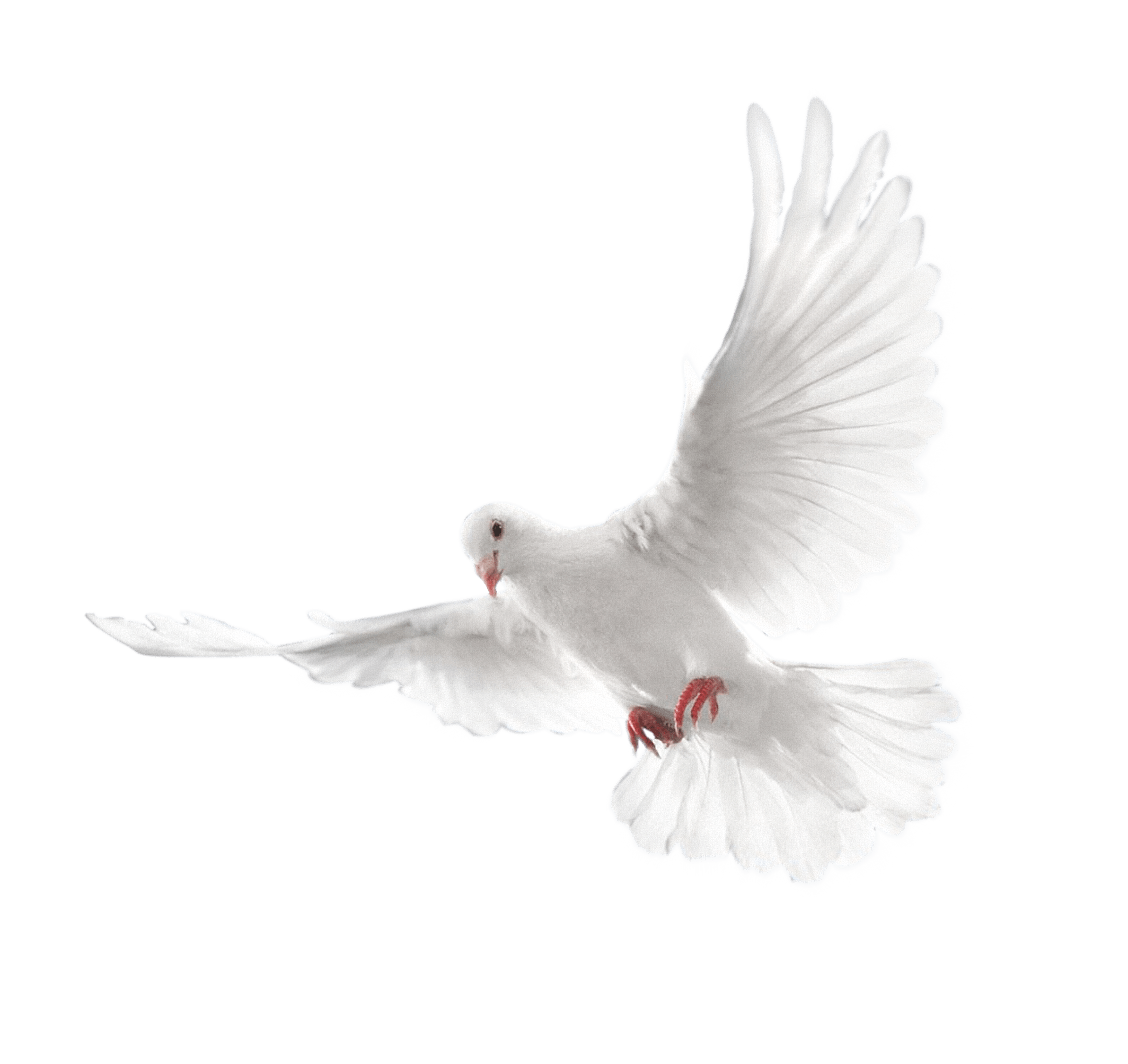 White Flying Pigeon Png Image Transparent PNG Image