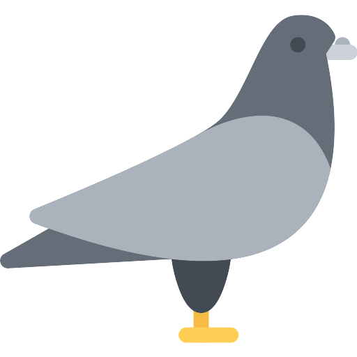 Columbidae Pigeon Free Transparent Image HD Transparent PNG Image