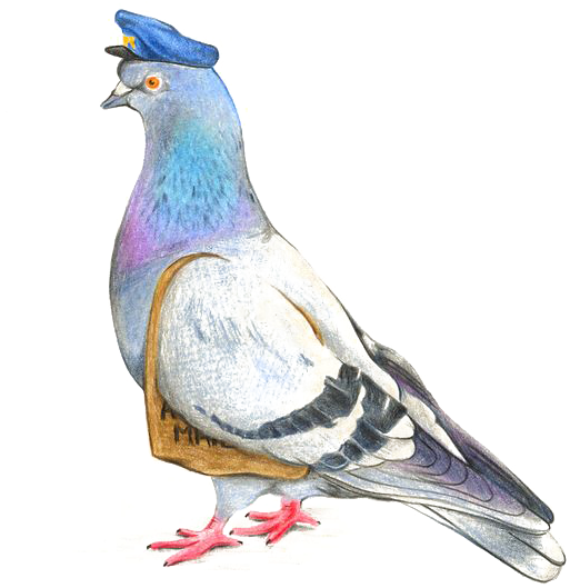 Columbidae Pigeon Photos Free Download PNG HQ Transparent PNG Image