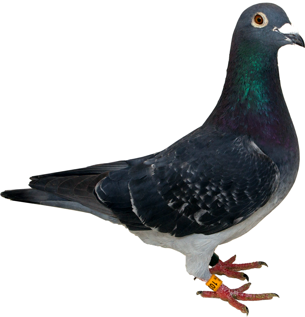 Columbidae Pic Pigeon HD Image Free Transparent PNG Image