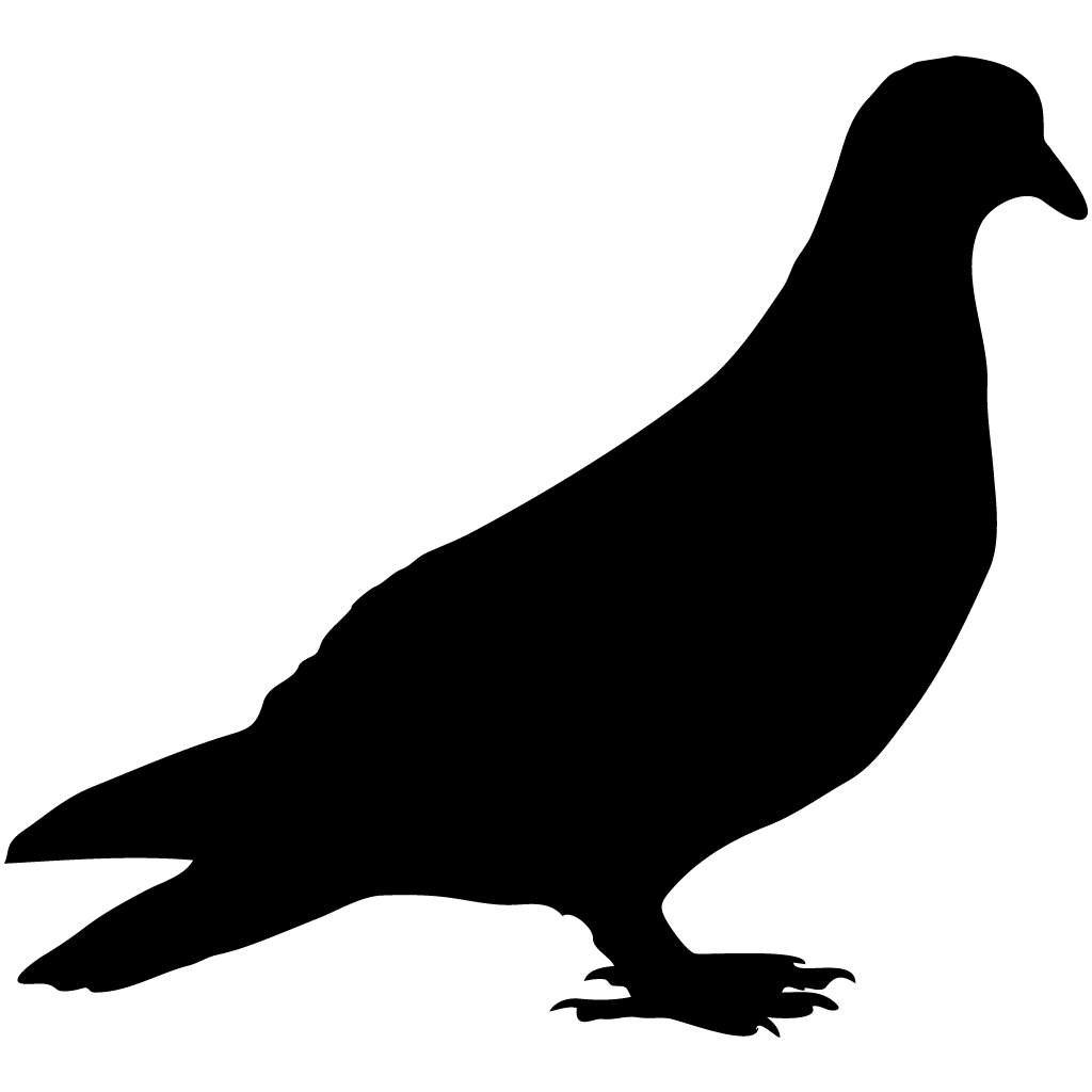 Columbidae Pigeon Picture HQ Image Free Transparent PNG Image