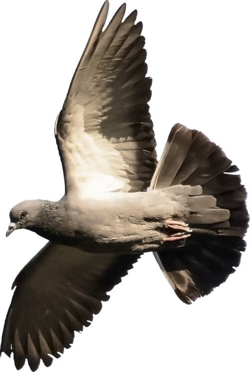 Columbidae Pigeon PNG Free Photo Transparent PNG Image