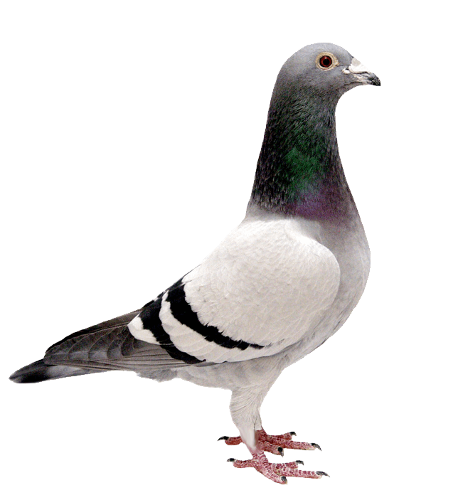 Columbidae Pigeon Domestic PNG Image High Quality Transparent PNG Image