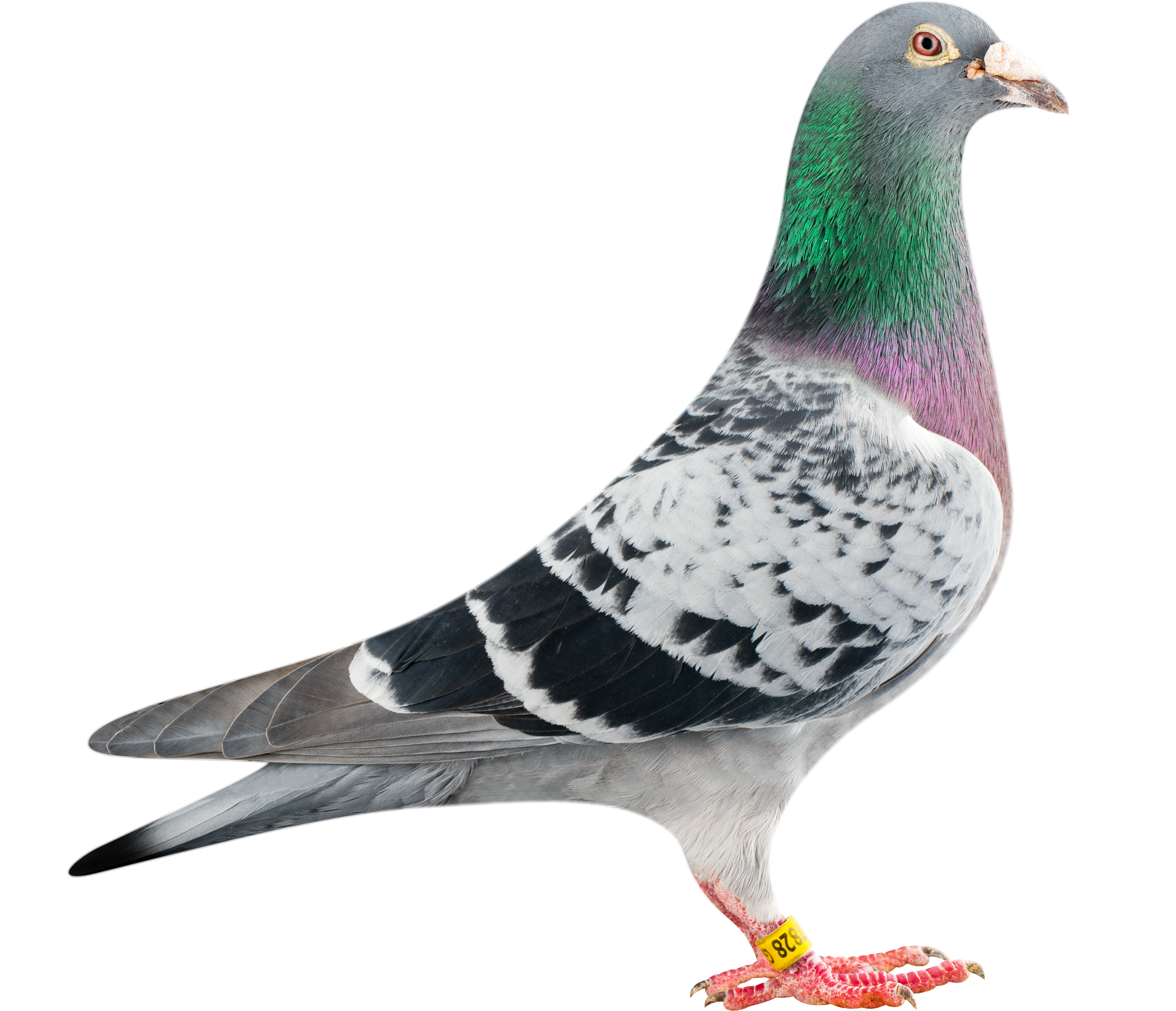 Columbidae Pigeon Domestic Free Transparent Image HQ Transparent PNG Image