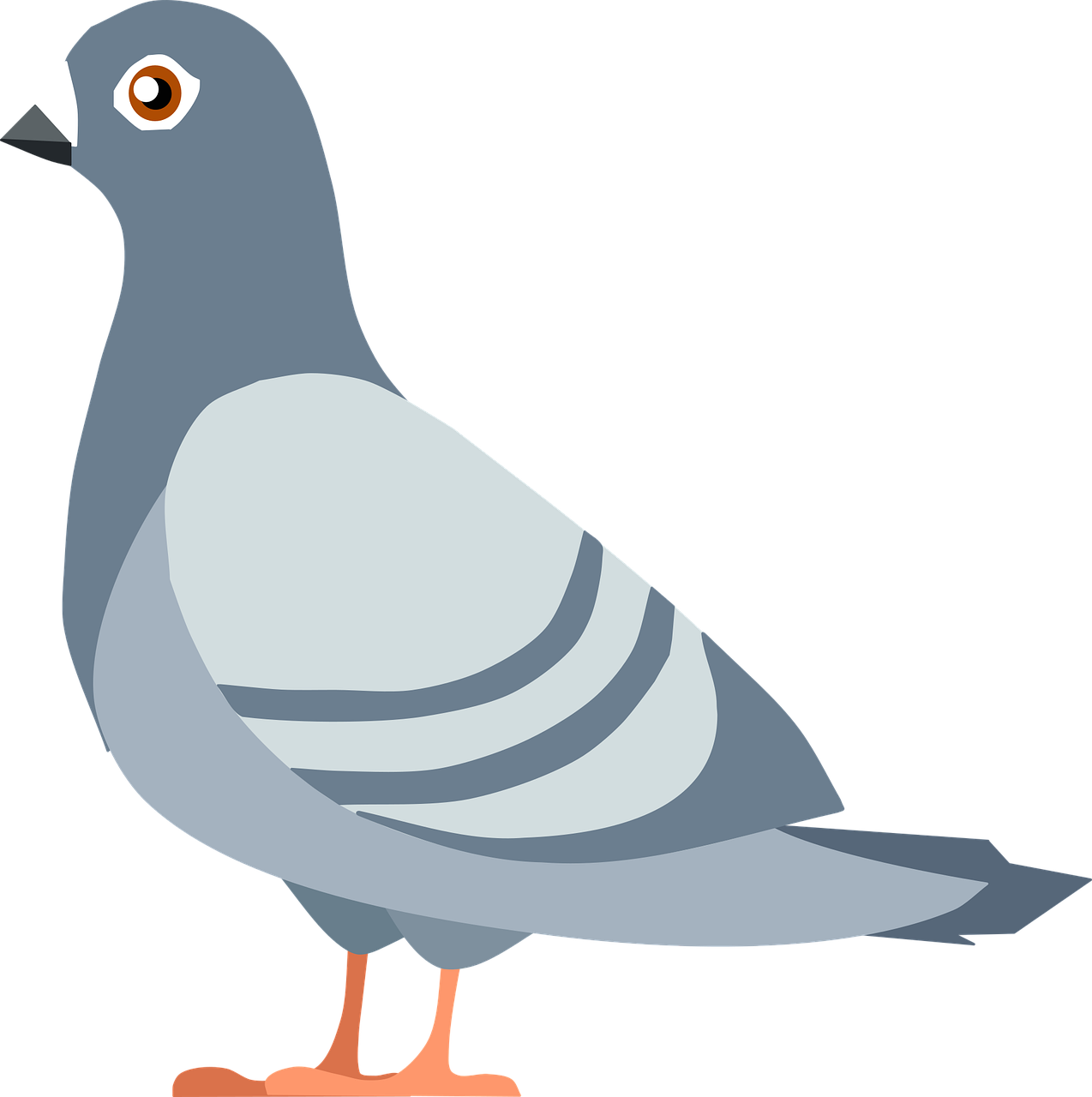 Columbidae Pigeon Domestic Free HD Image Transparent PNG Image