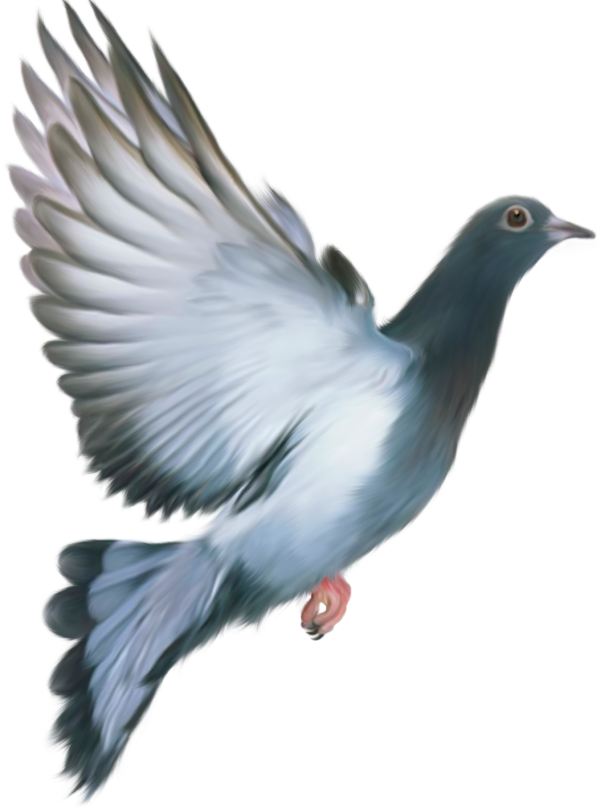 Columbidae Pigeon Domestic Download Free Image Transparent PNG Image