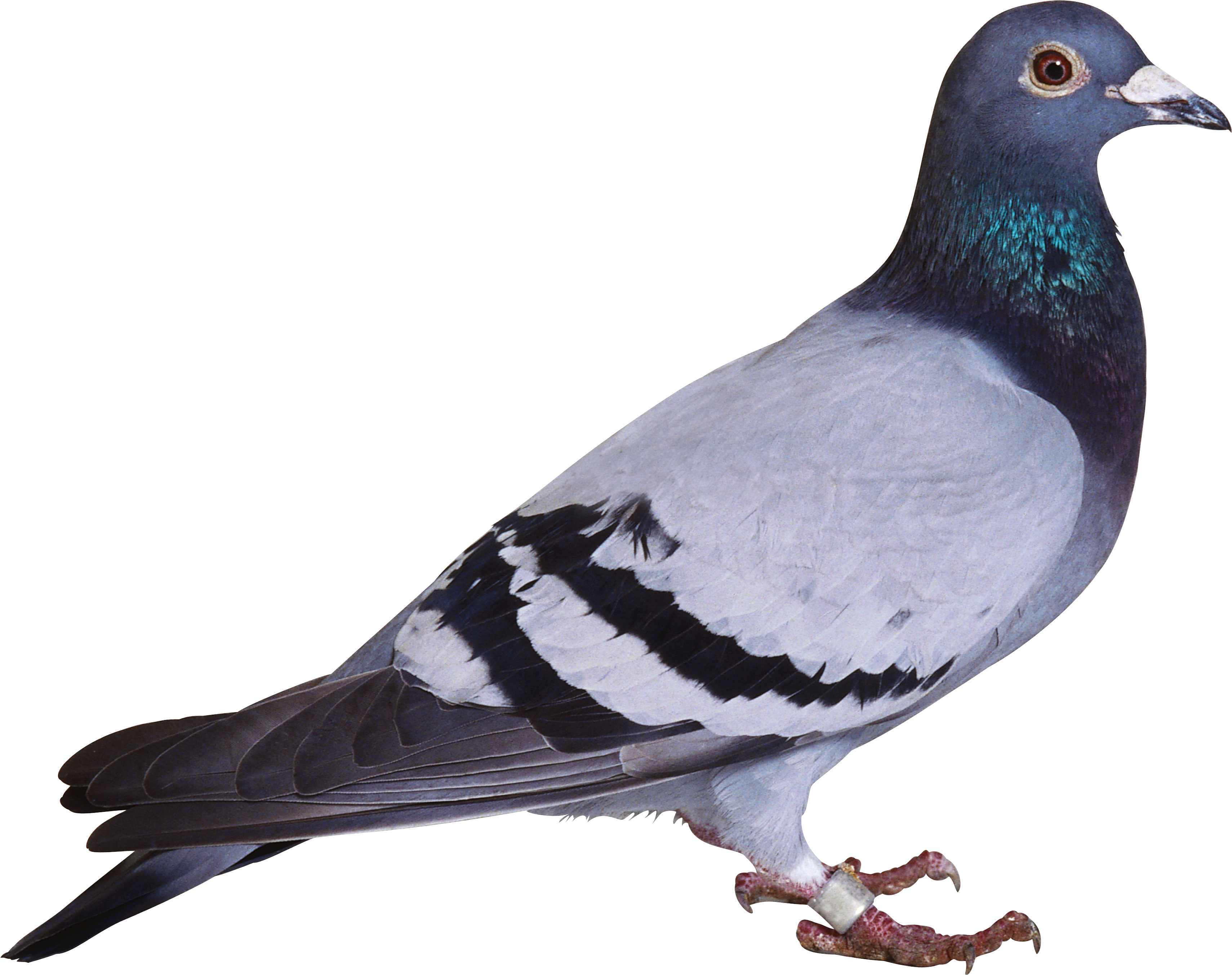 Pic Columbidae Pigeon Domestic Free Download Image Transparent PNG Image