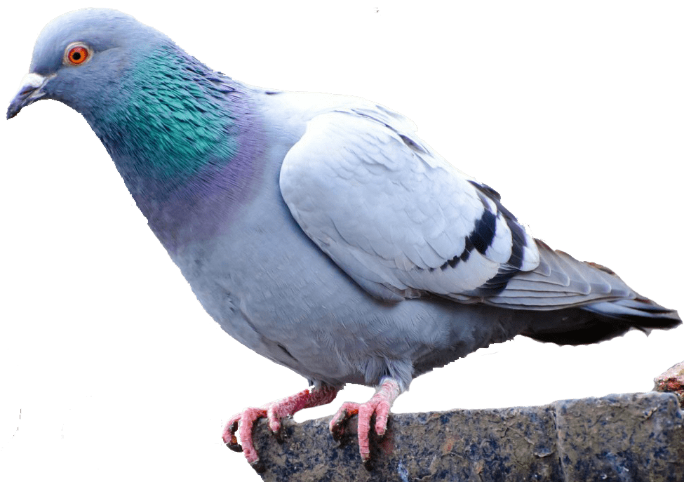 Columbidae Pigeon Domestic Picture Free Download Image Transparent PNG Image