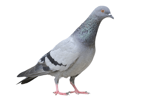 Columbidae Pigeon Domestic Free PNG HQ Transparent PNG Image