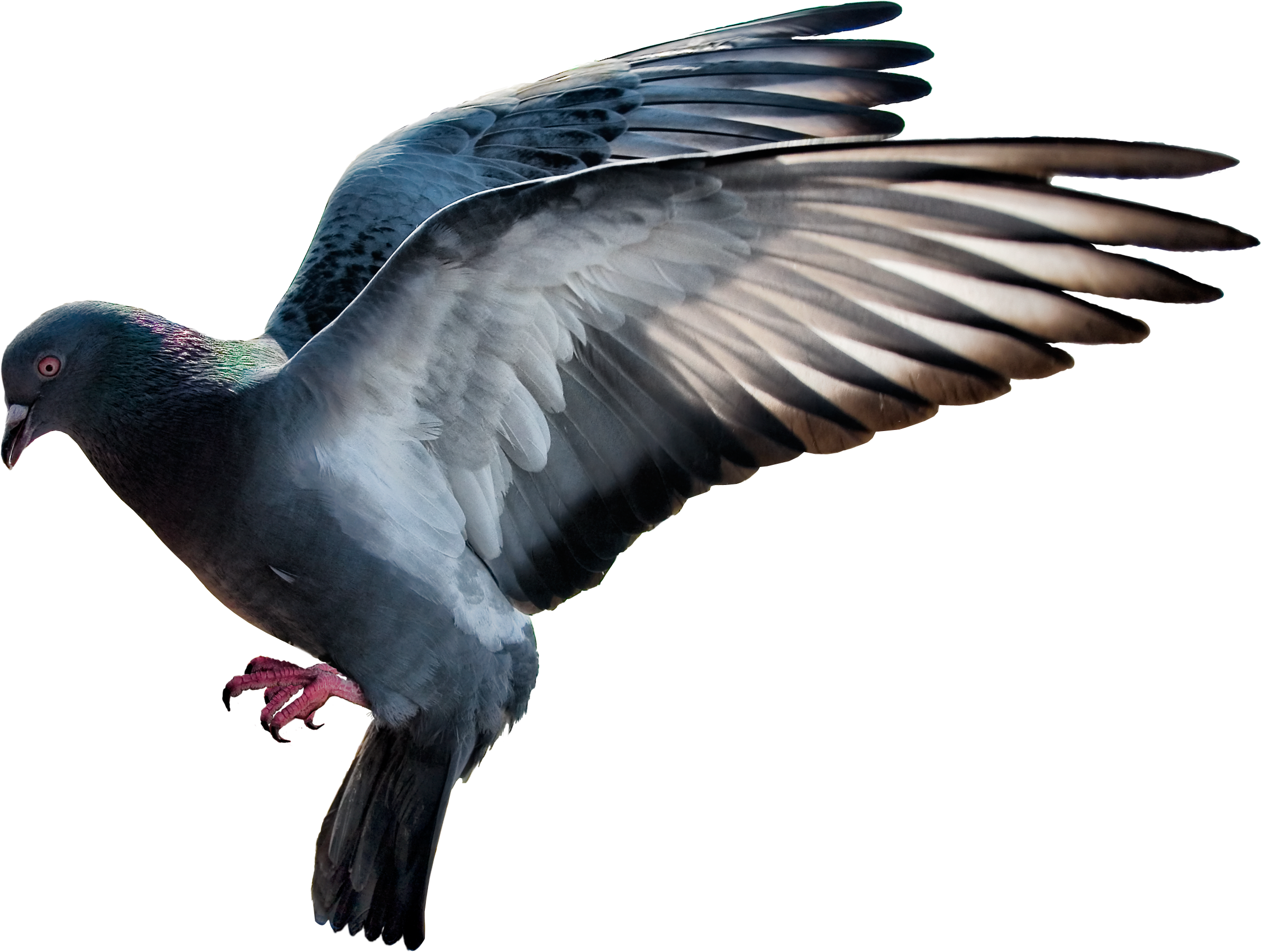 Columbidae Pigeon Domestic Free Download Image Transparent PNG Image