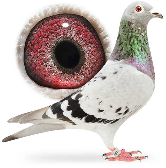 Columbidae Pigeon Domestic PNG Image High Quality Transparent PNG Image