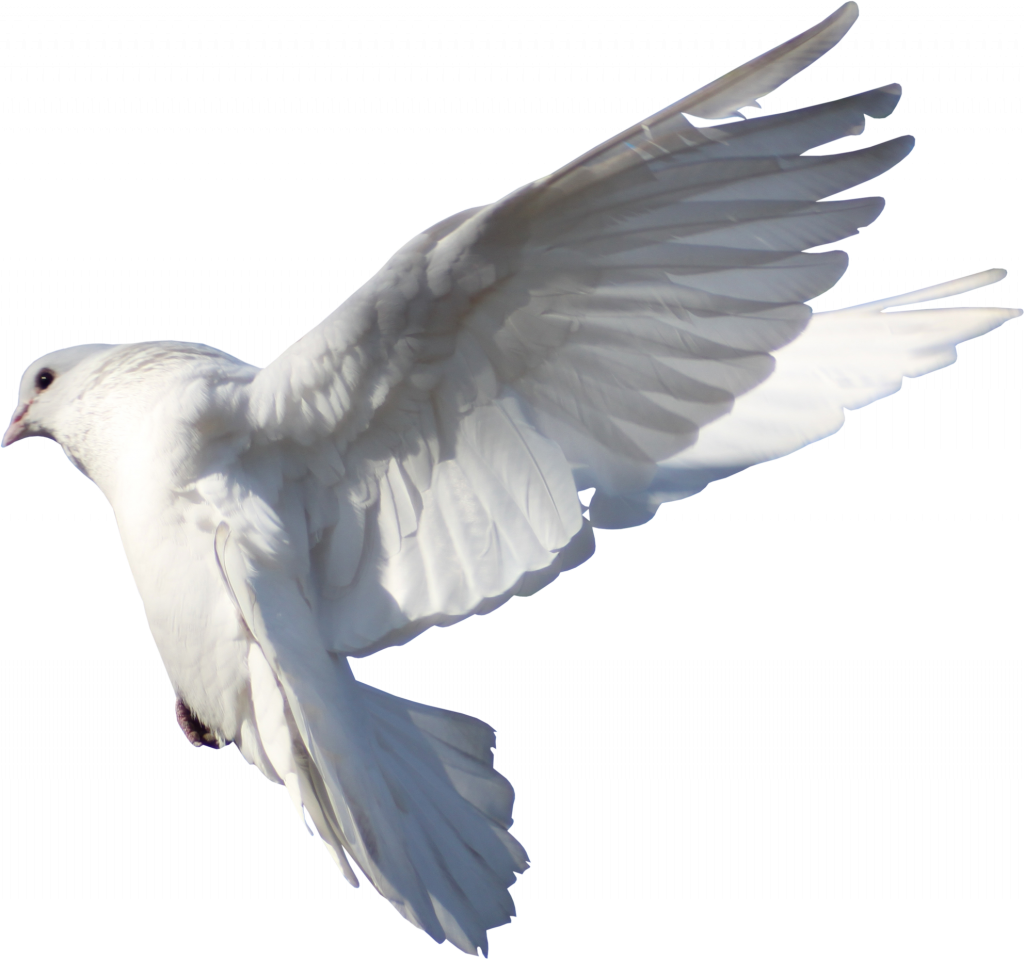 Columbidae White Pigeon Free Photo Transparent PNG Image