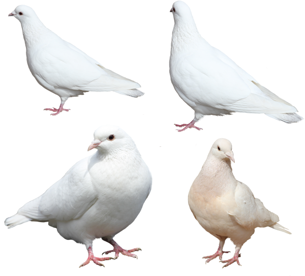 Columbidae White Pigeon Free Clipart HQ Transparent PNG Image