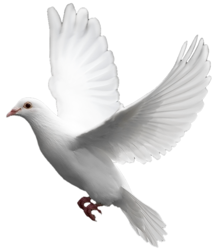 Columbidae White Pigeon Free Photo Transparent PNG Image