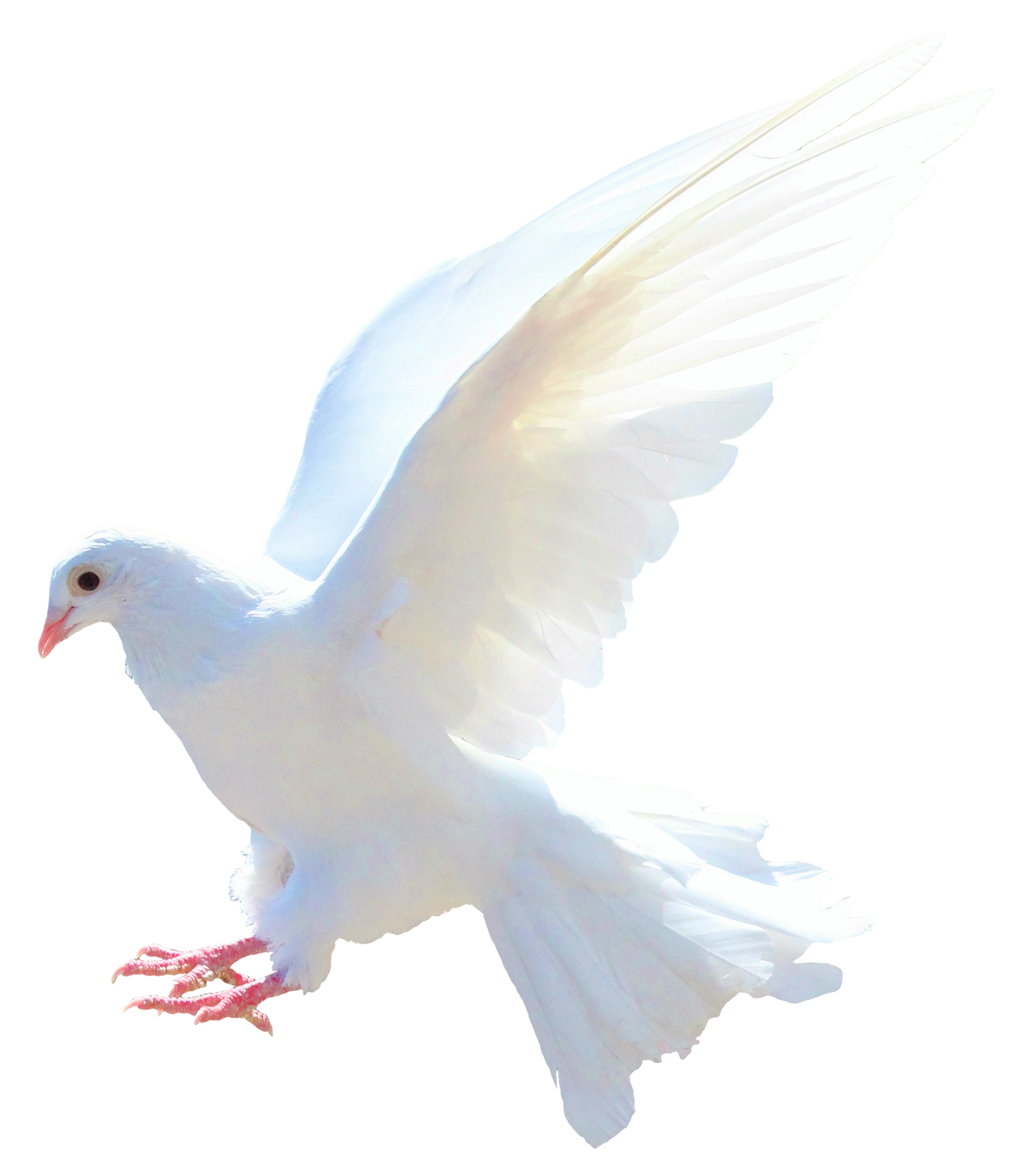 Columbidae White Pigeon HD Image Free Transparent PNG Image