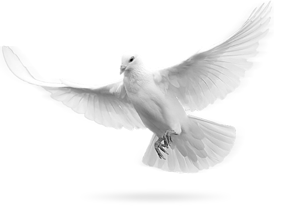 Flying Pigeon Peace Download Free Image Transparent PNG Image