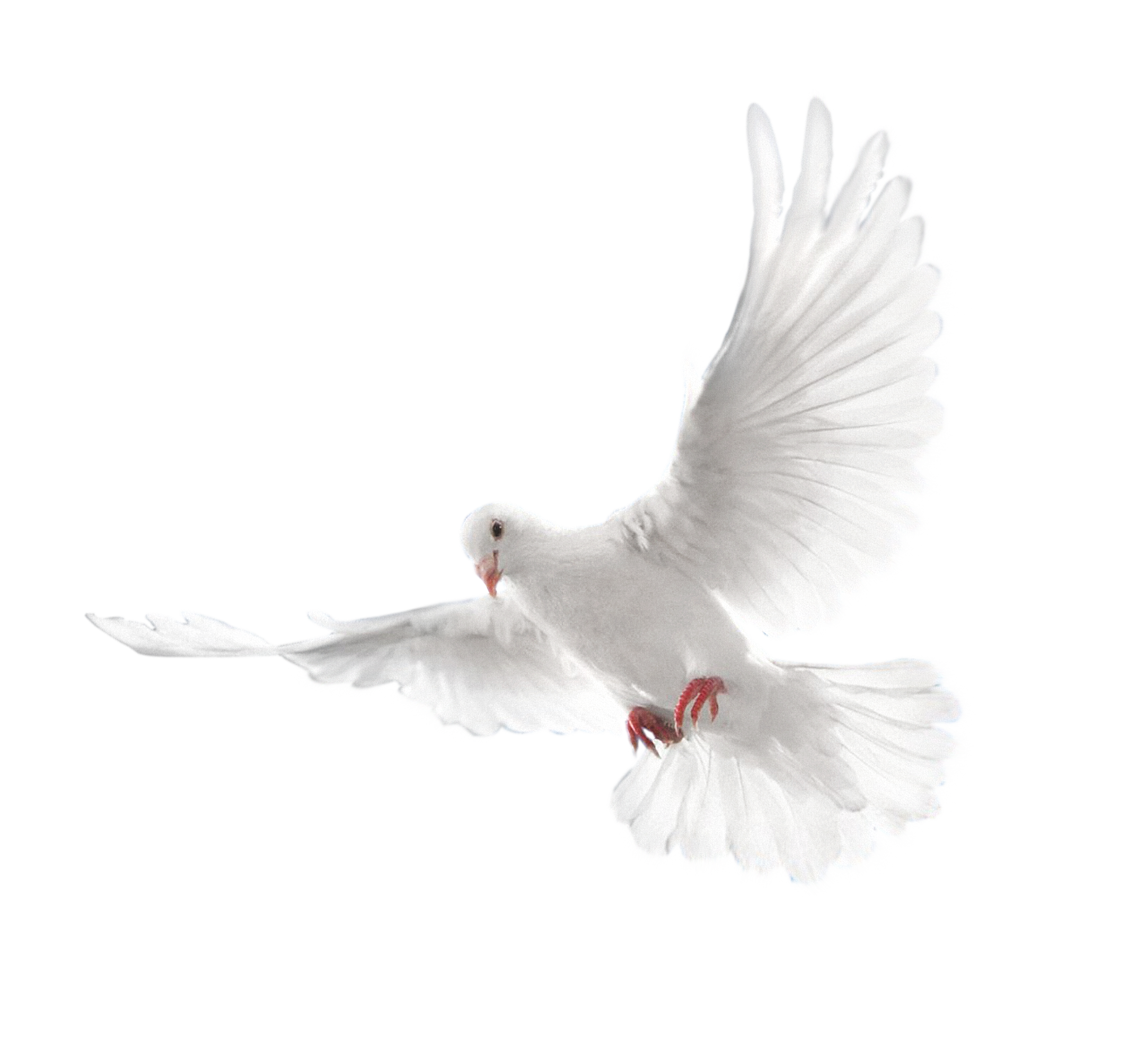 Flying Pigeon Peace Free Clipart HQ Transparent PNG Image