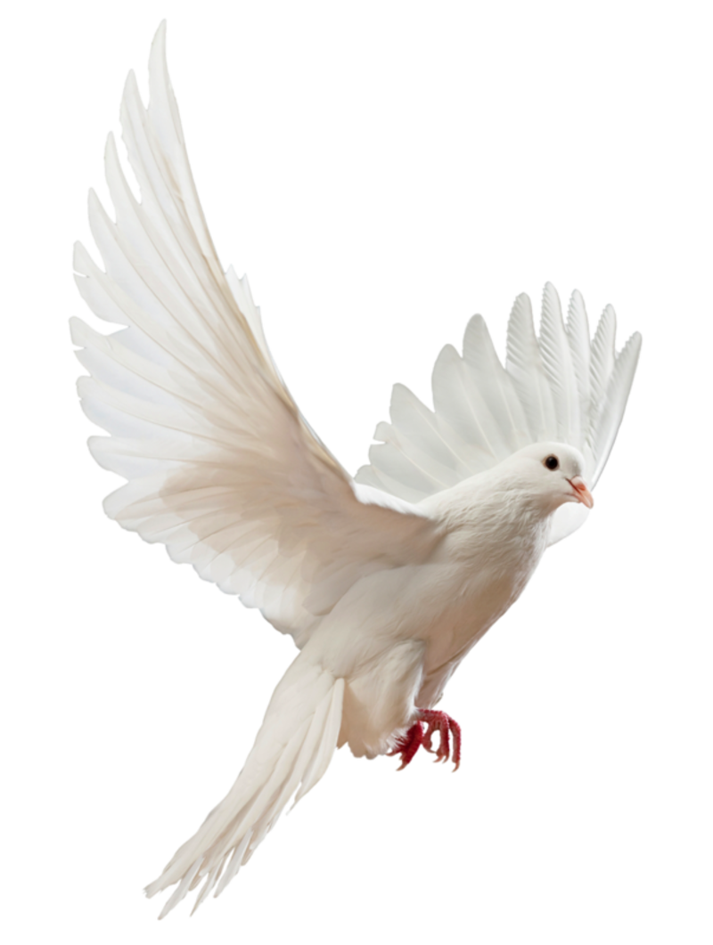 Photos Flying Pigeon Peace Download HD Transparent PNG Image