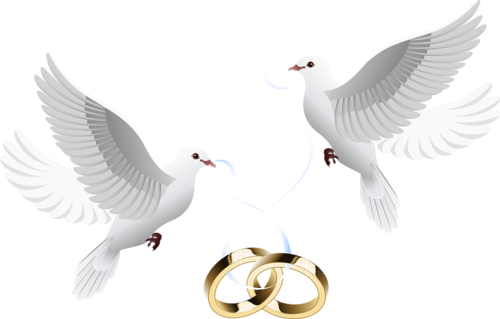 Pic Flying Pigeon Peace Free Transparent Image HQ Transparent PNG Image