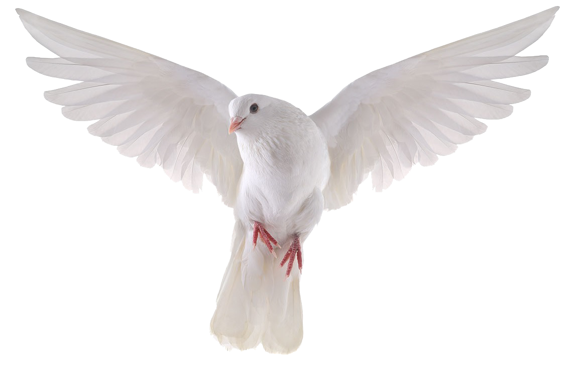 Flying Pigeon Peace PNG Download Free Transparent PNG Image