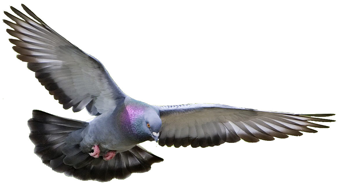 Peace Pigeon Free Transparent Image HQ Transparent PNG Image