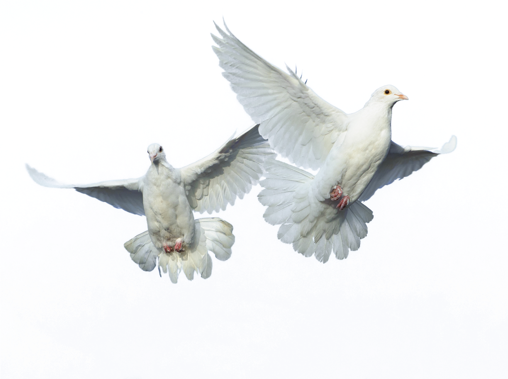 Peace Pigeon Free PNG HQ Transparent PNG Image