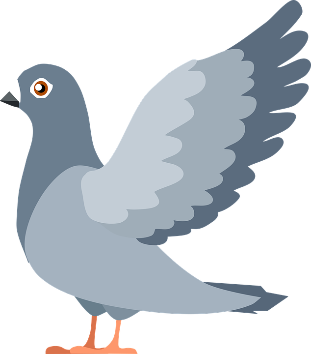 Vector Pigeon Peace HD Image Free Transparent PNG Image