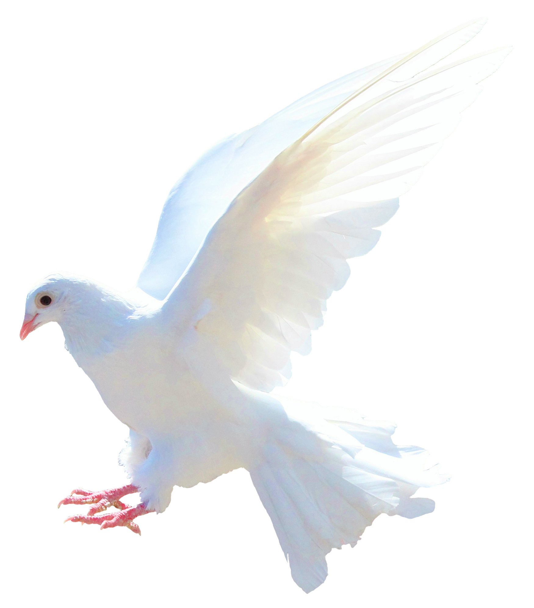 White Peace Pigeon Free Transparent Image HQ Transparent PNG Image