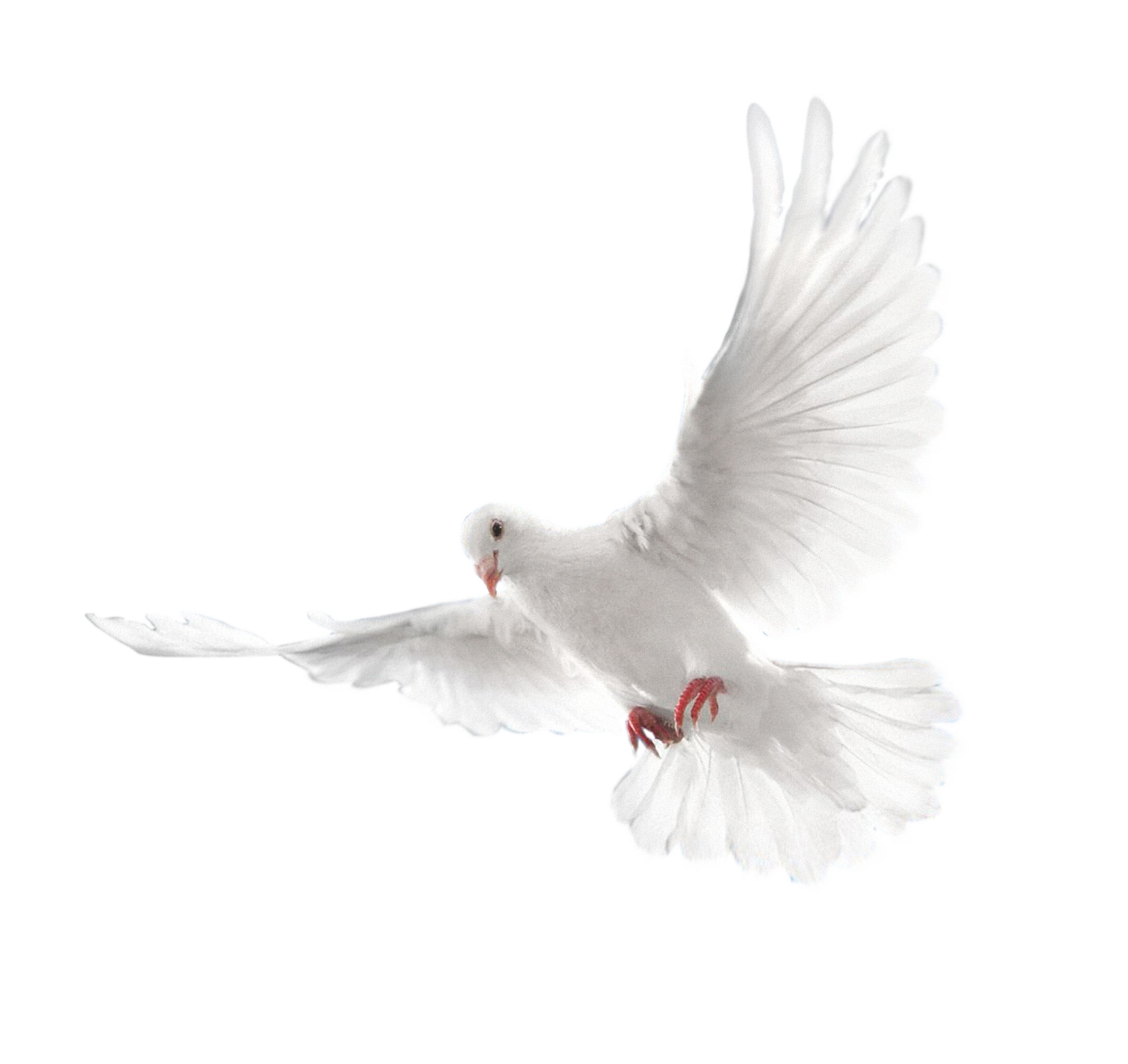 White Peace Pigeon Free Transparent Image HD Transparent PNG Image