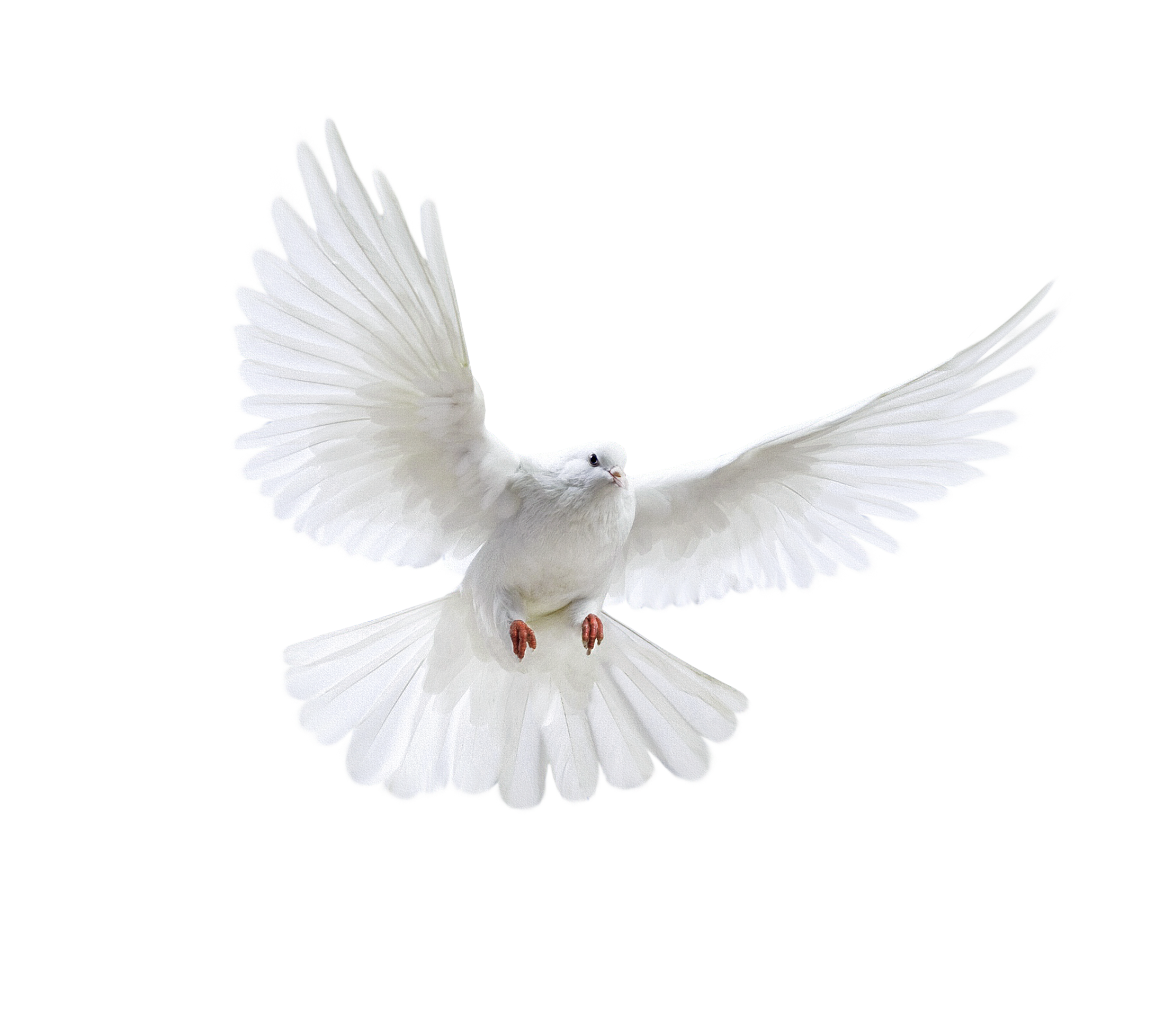 Photos White Peace Pigeon HQ Image Free Transparent PNG Image