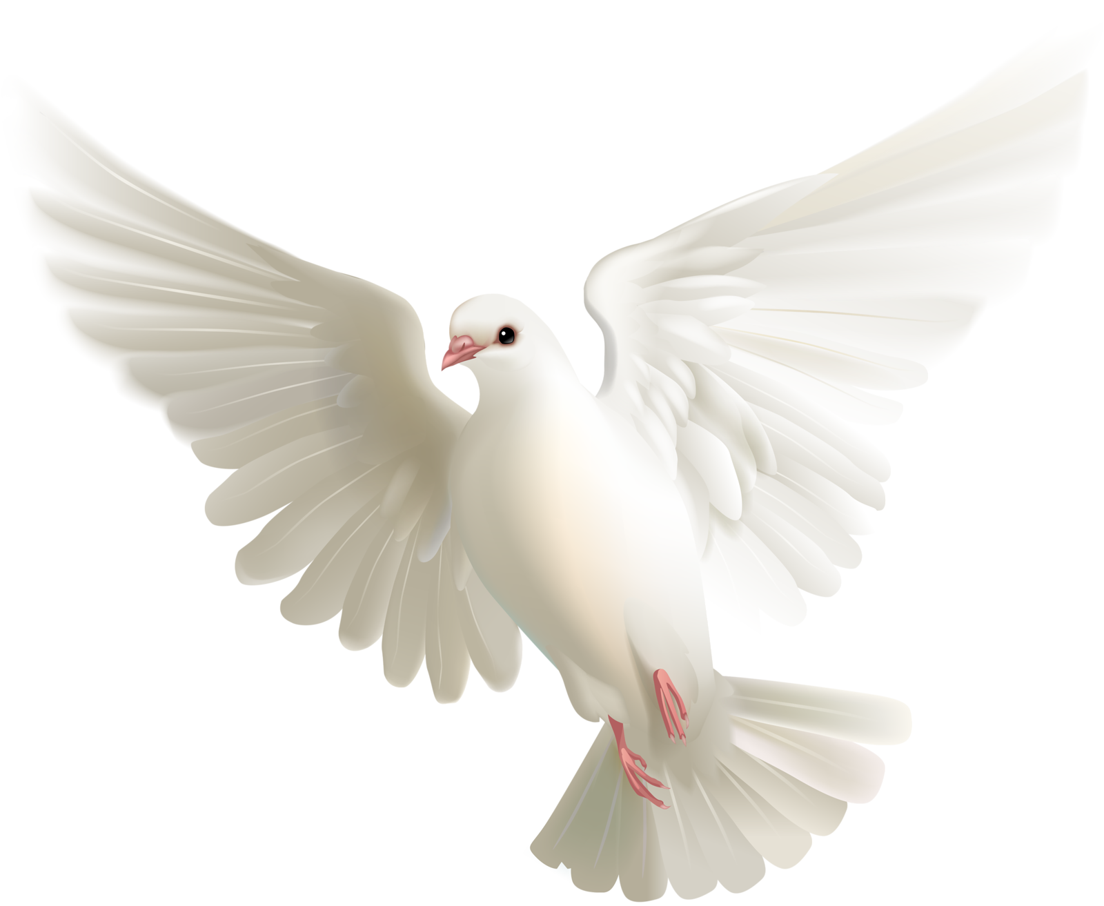 Pic White Peace Pigeon Free HD Image Transparent PNG Image