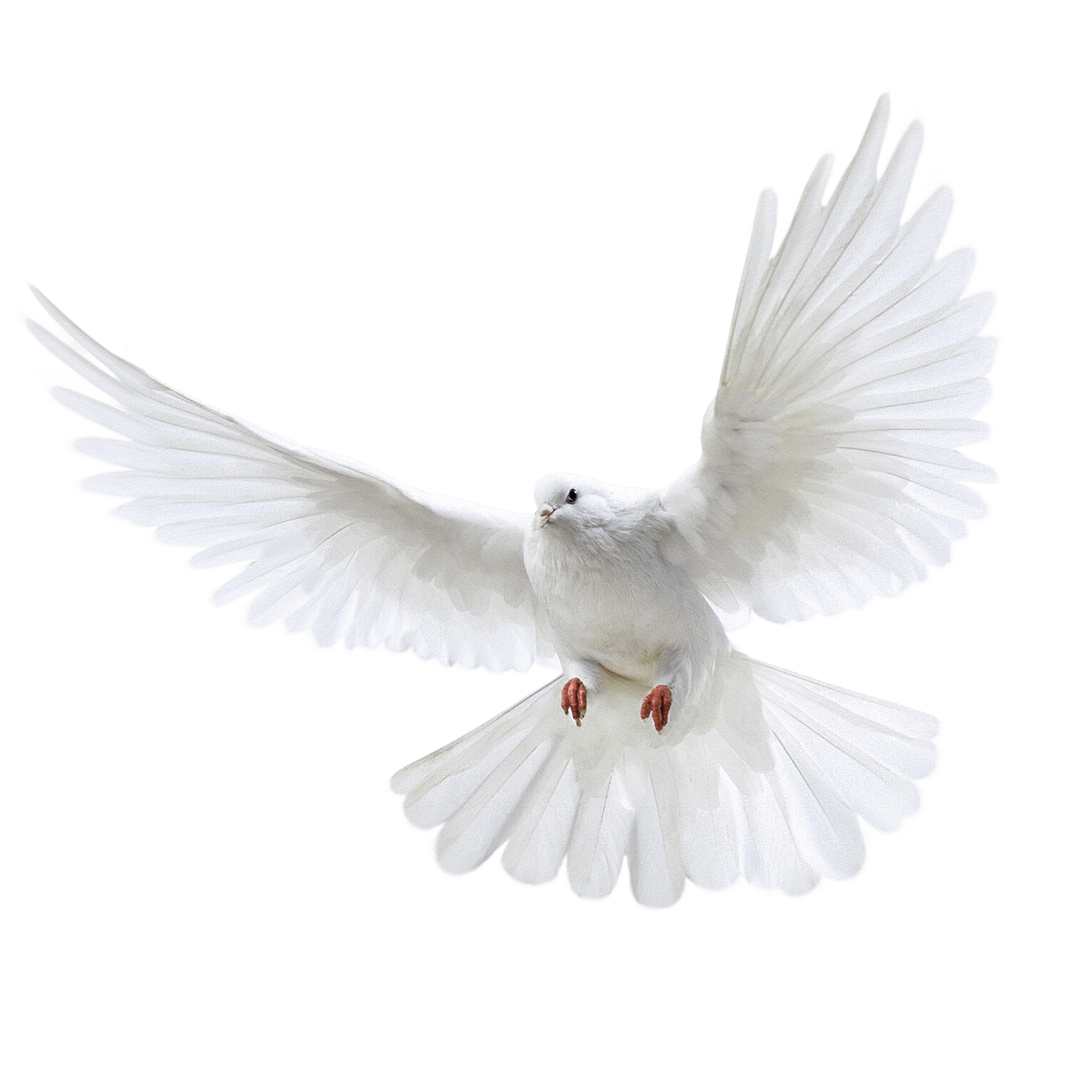 White Peace Pigeon Free Clipart HD Transparent PNG Image