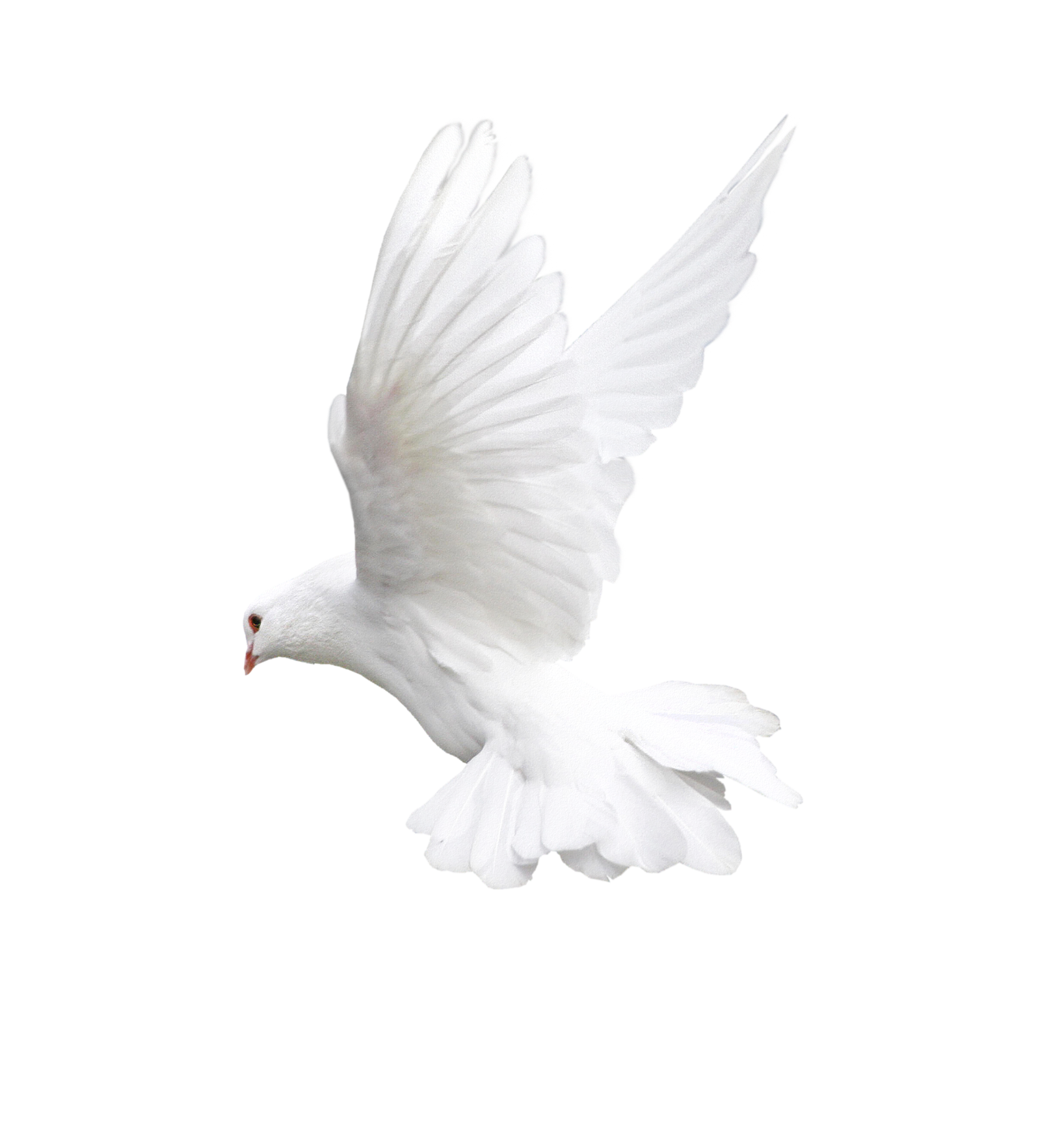 White Peace Pigeon Download Free Image Transparent PNG Image