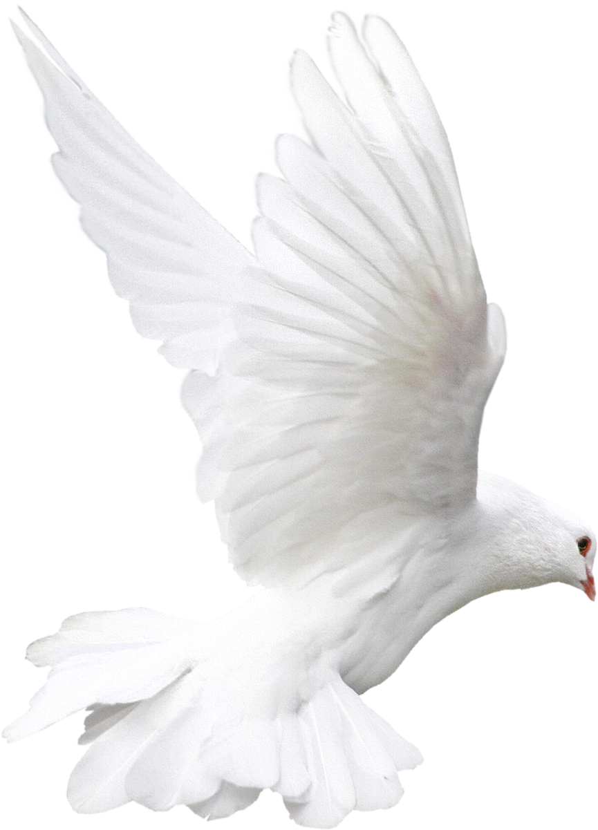 White Flying Pigeon Download HQ Transparent PNG Image