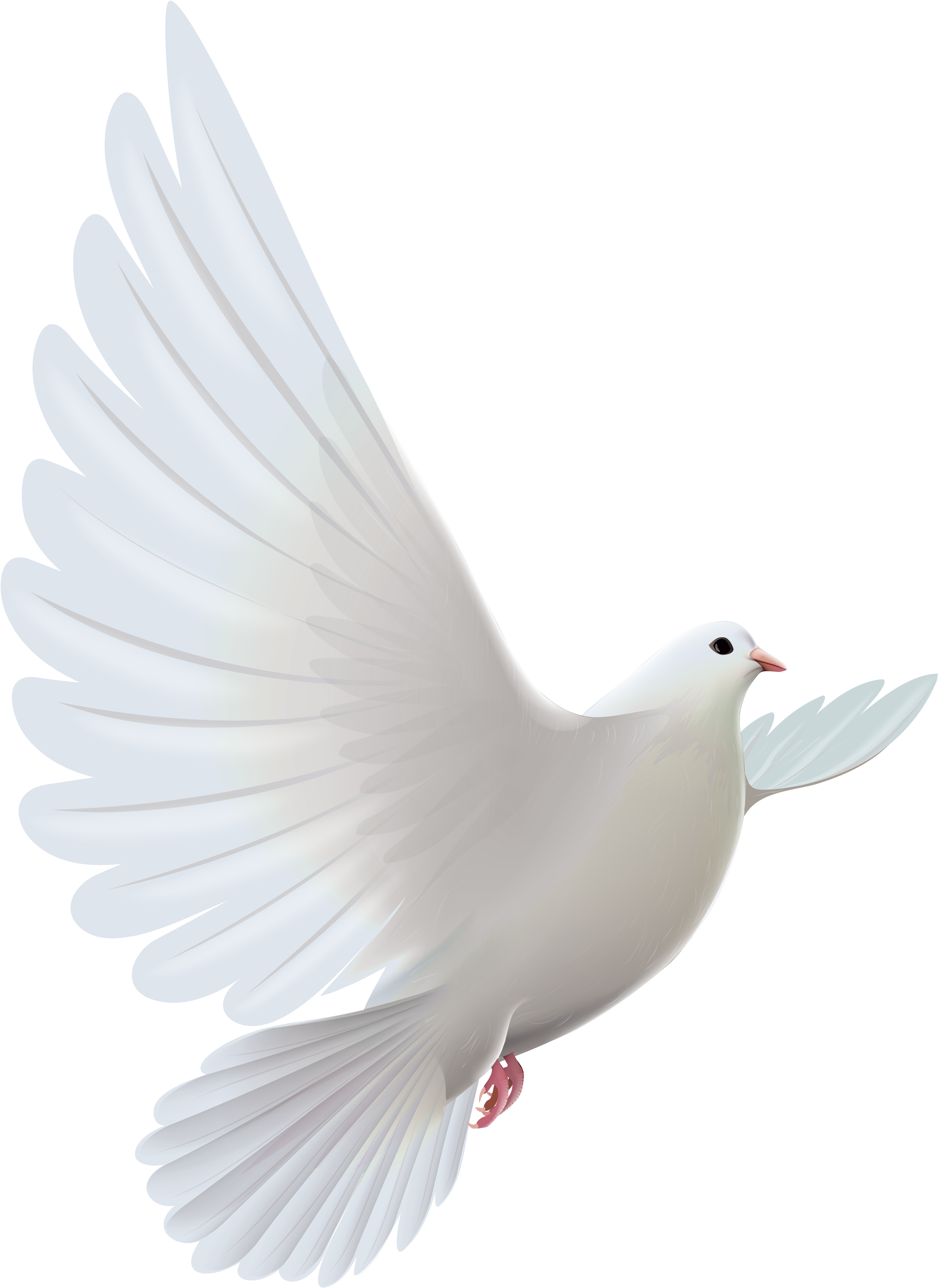 Pic White Flying Pigeon Free Photo Transparent PNG Image