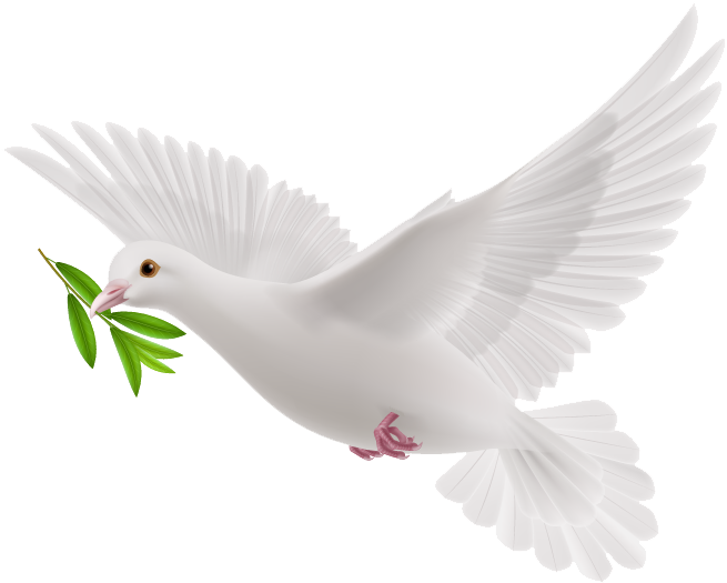 White Flying Pigeon Free Download Image Transparent PNG Image