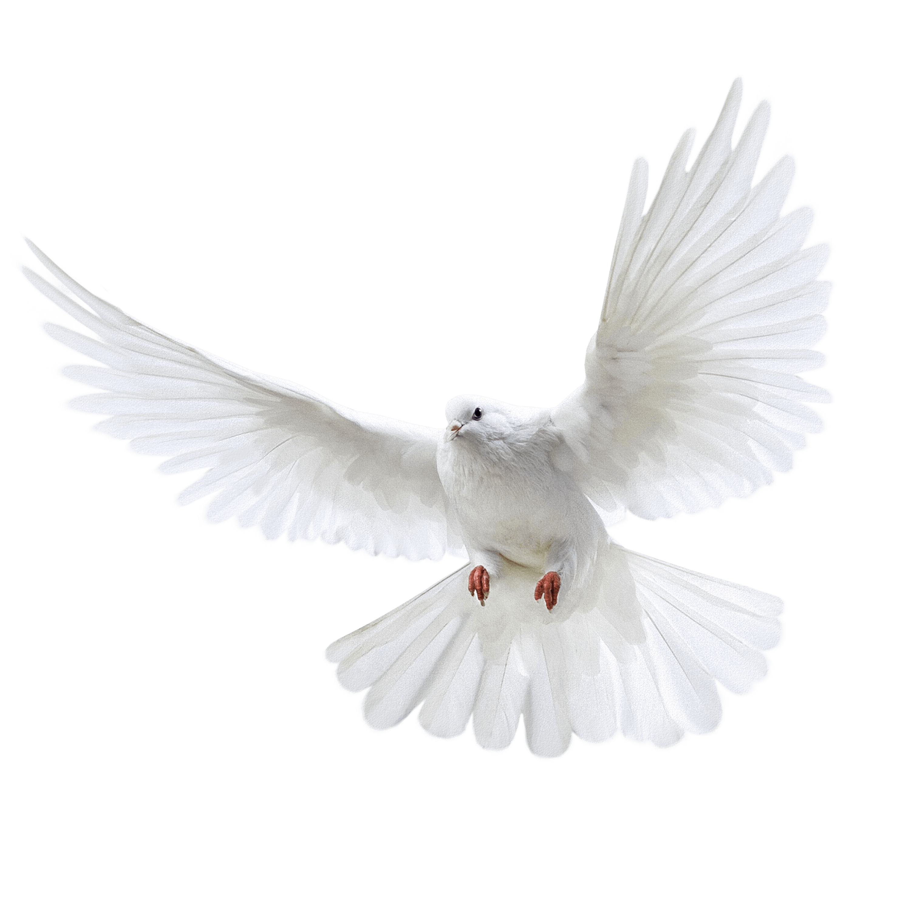 White Flying Pigeon PNG Image High Quality Transparent PNG Image