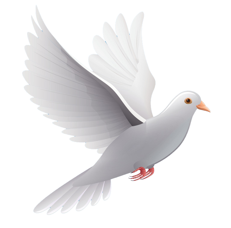 White Peace Pigeon PNG Download Free Transparent PNG Image