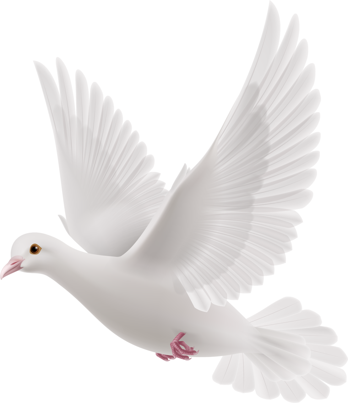 White Peace Pigeon HQ Image Free Transparent PNG Image